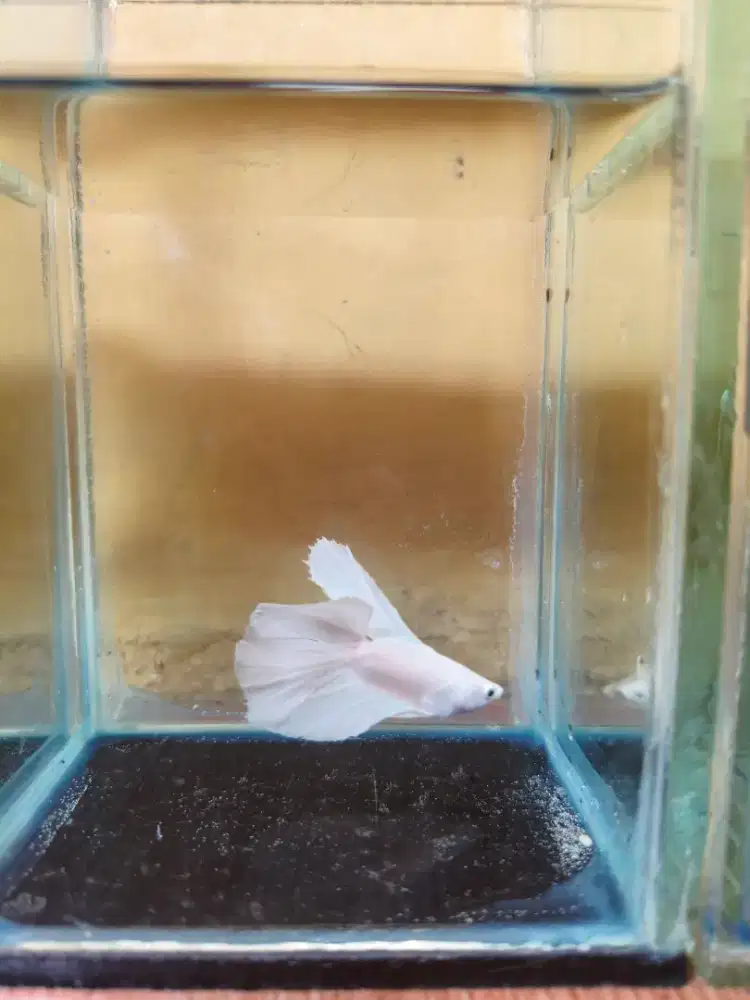 Ikan cupang Halfmoon Dobel tale white platinum