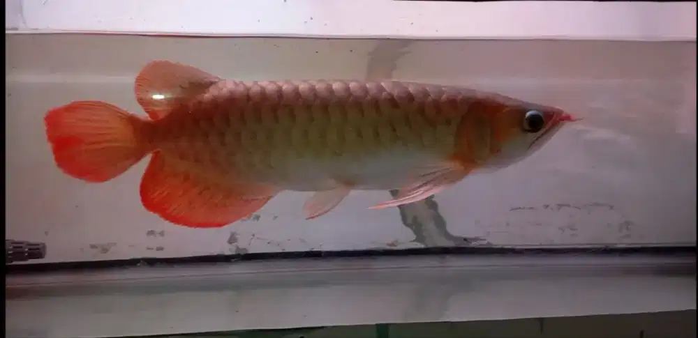 Arwana super red 35 cm