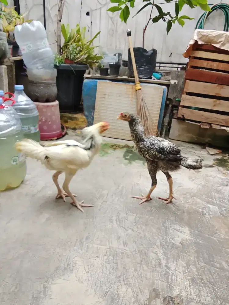 Ayam shamo x bangkok