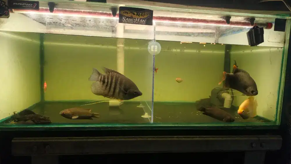 Ikan kaloi manah