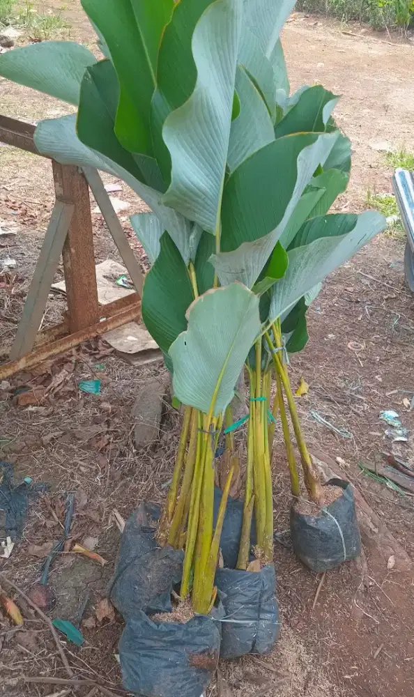 Tanaman hias pisang calathea