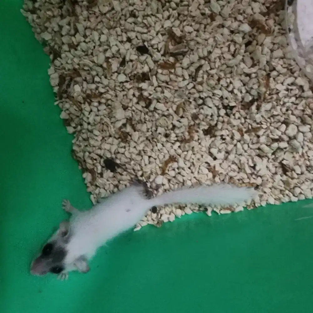 African Pygmy Dormice female white moza dob 15 July