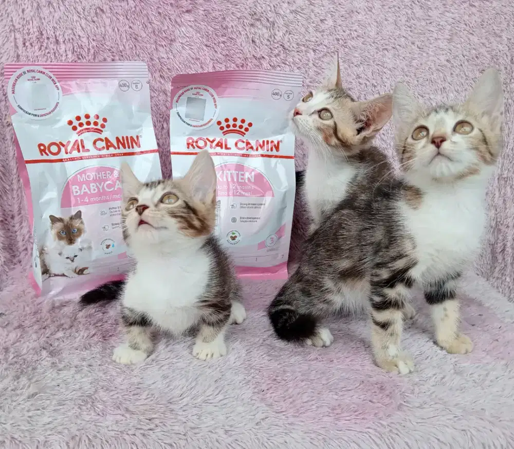 Kucing persia x genetta munchkin,2.5 bulan,2 betina 1 jantan