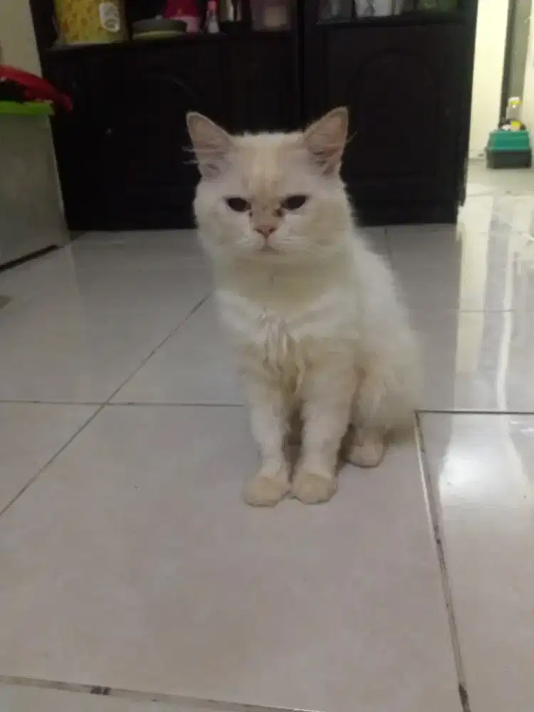 Kucing jantan baik hima White
