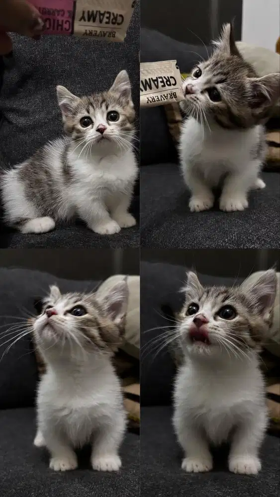 Kucing Munchkin British Shorthair & Ragdoll