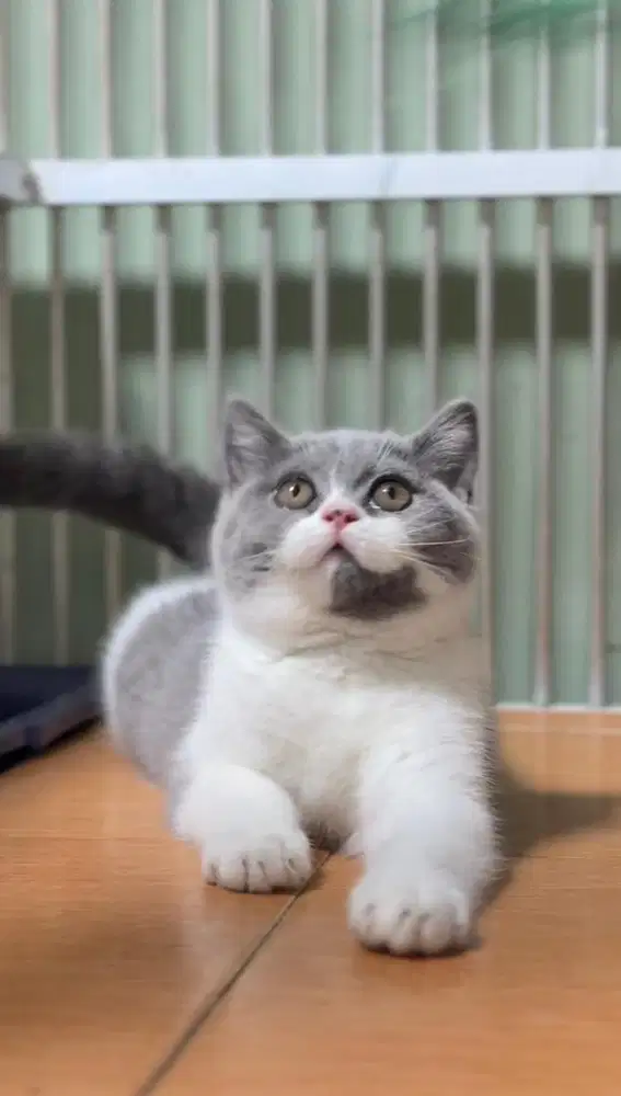 British Shorthair (BSH)