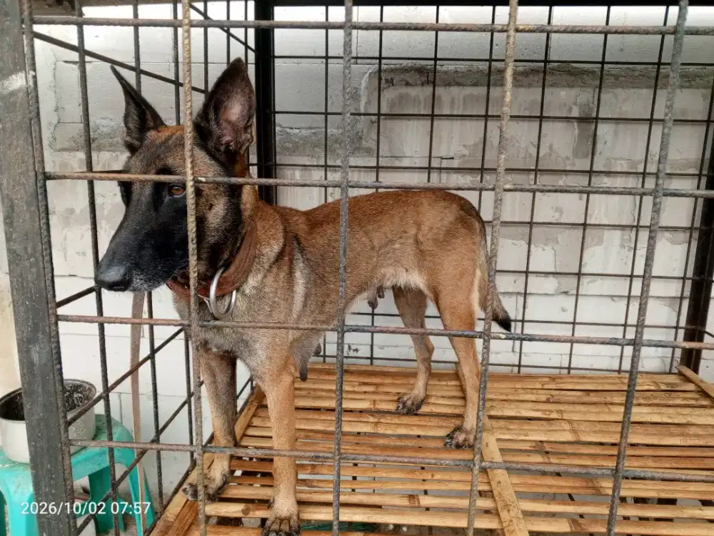 Fs indukan anjing Belgian malinois stb. Anak non stam
