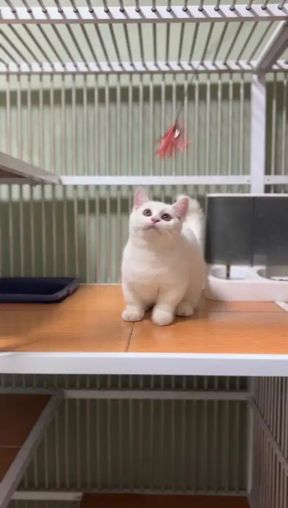 BSH MUNCHKIN (CEBOL)