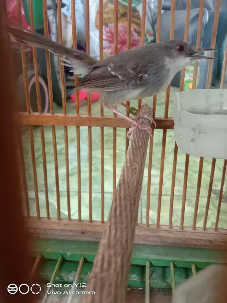jual burung prenjak putih jantan bunyi udh makan pur total