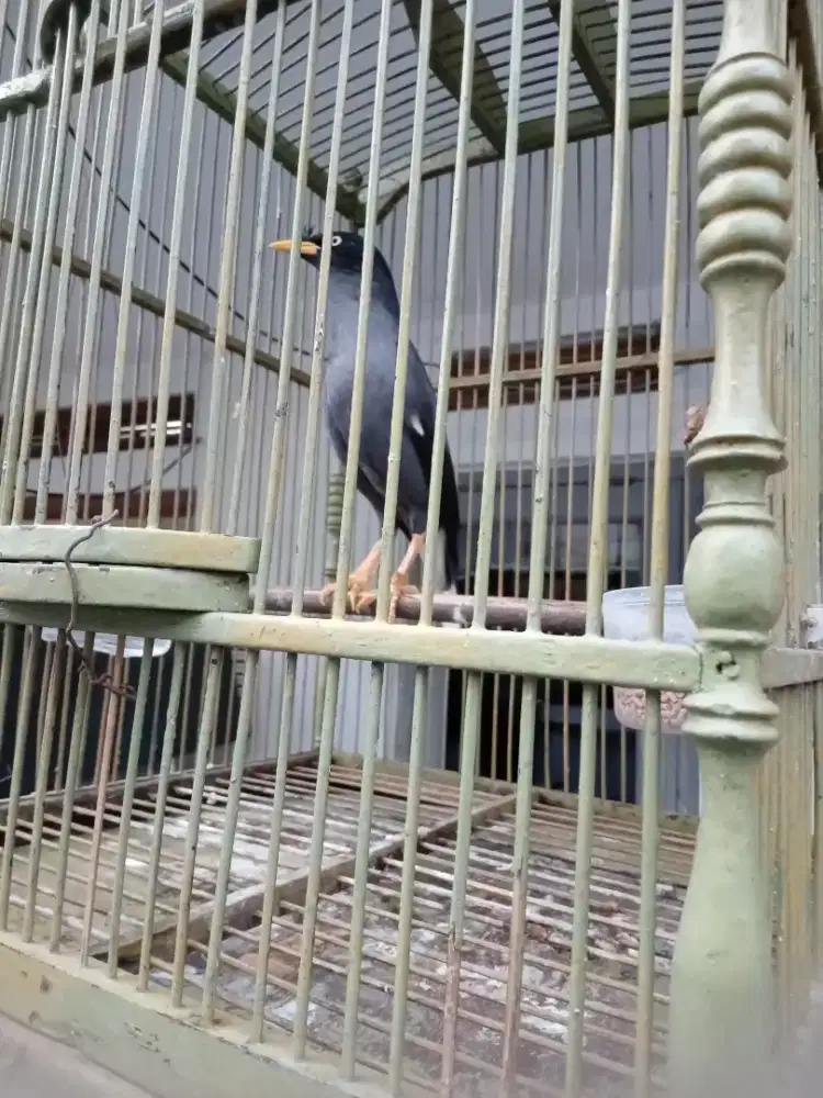 Burung Jalak omas