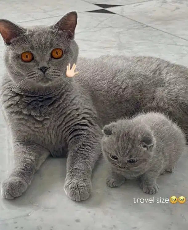 Kucing bsh british shorthair betina british short hair