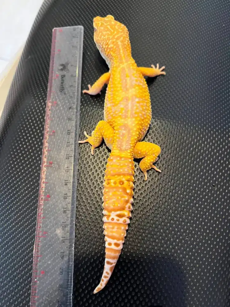 Gecko Jumbo Pejantan