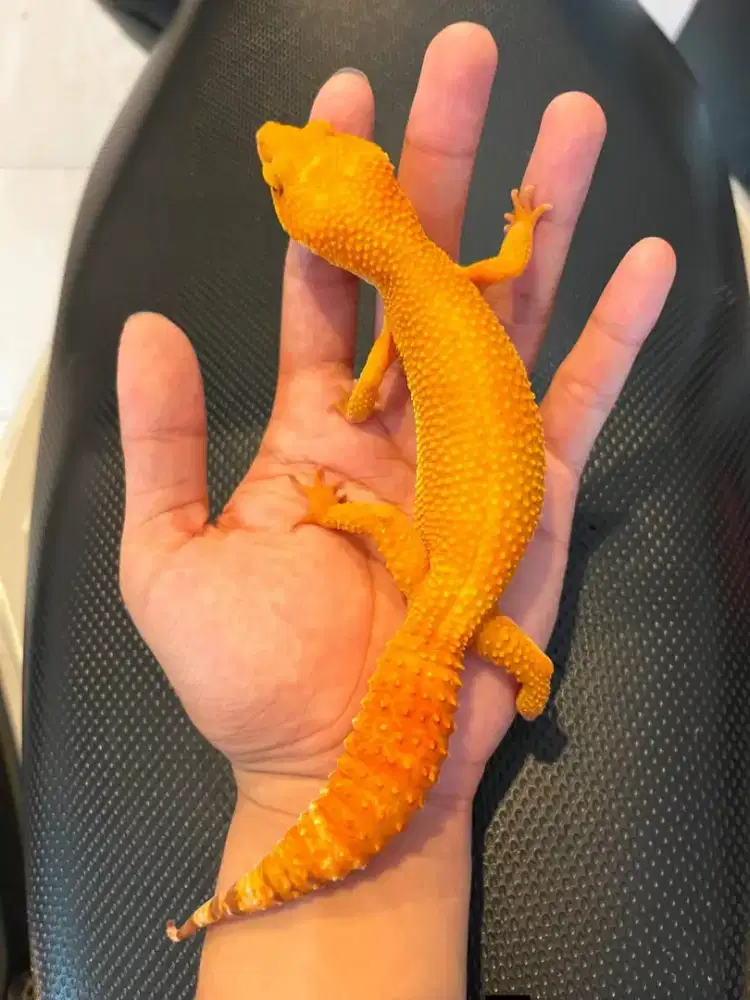 Gecko Sunglow Ovul