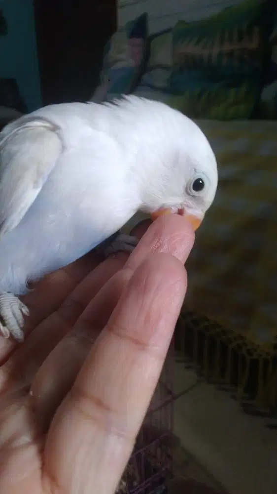 Burung Paud LB 1 bulan
