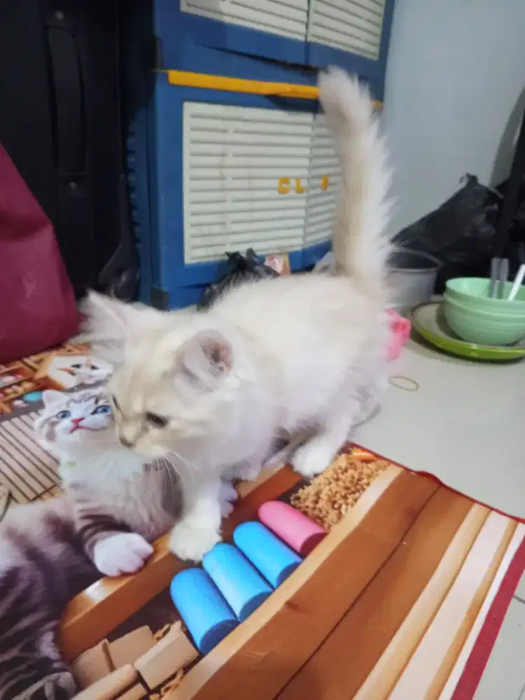 kucing persia medium
