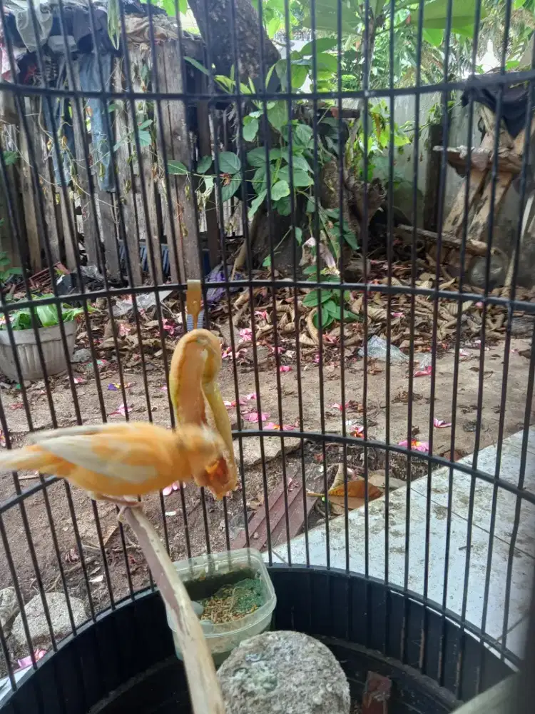 Kenari af x lokal betina sudah bertelur tapi jntannya hilang