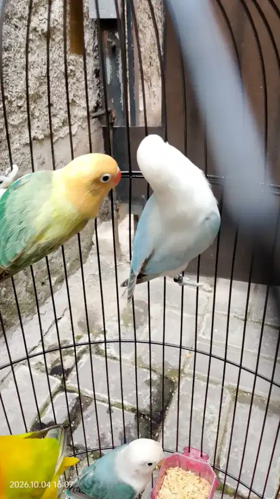 Lovebird Balibu
