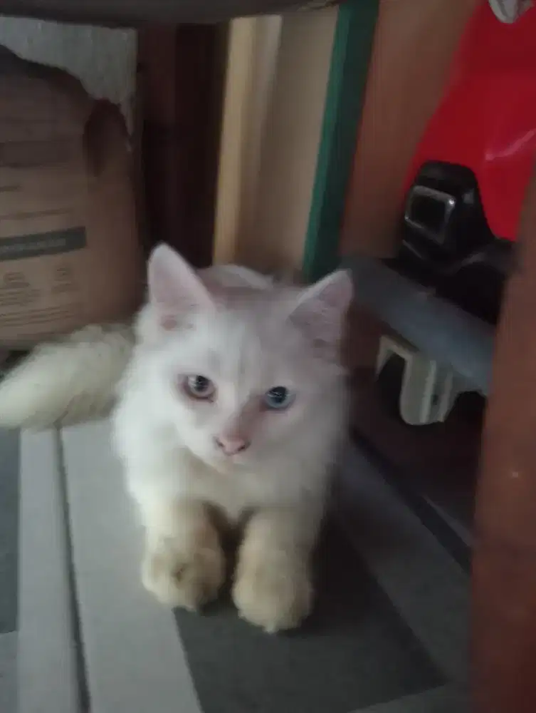 Kucing persia medium jantan