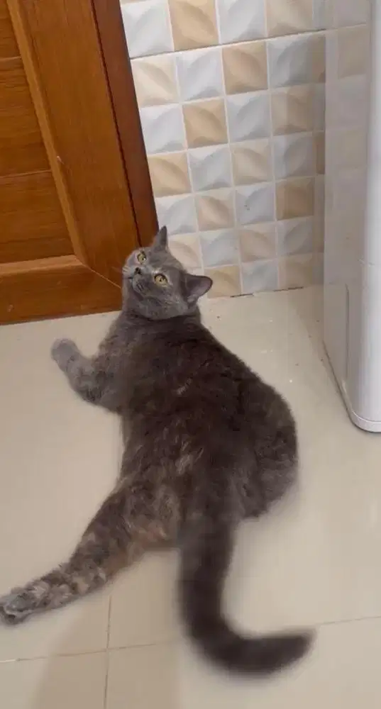 British shorthair pedigree betina bsh betina steril