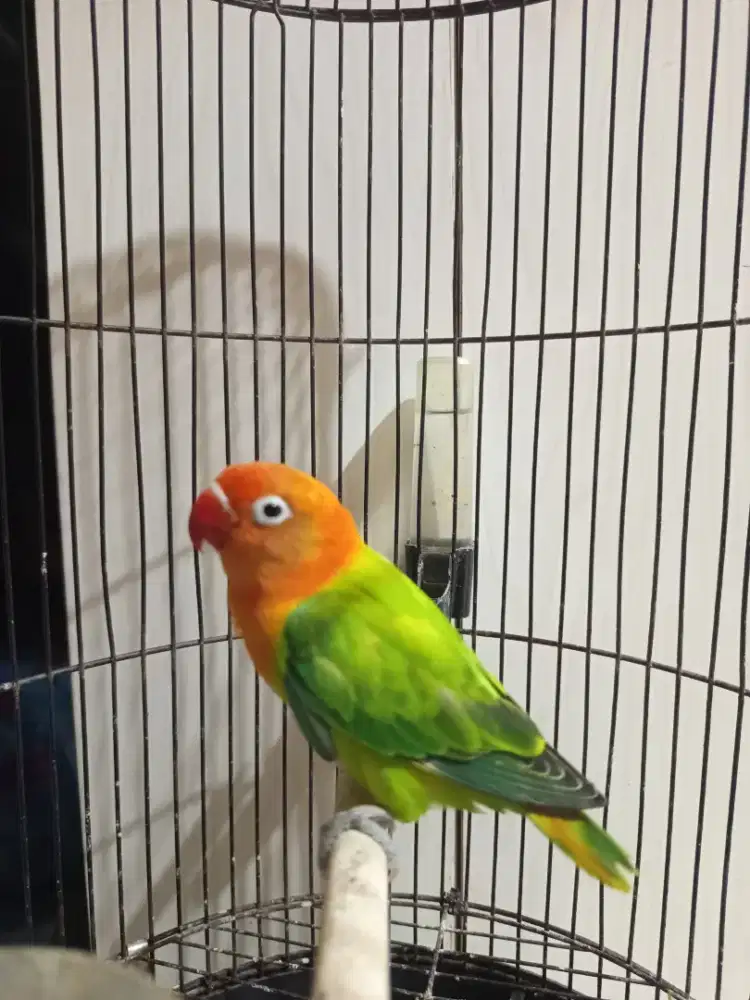 Biola green betina remaja