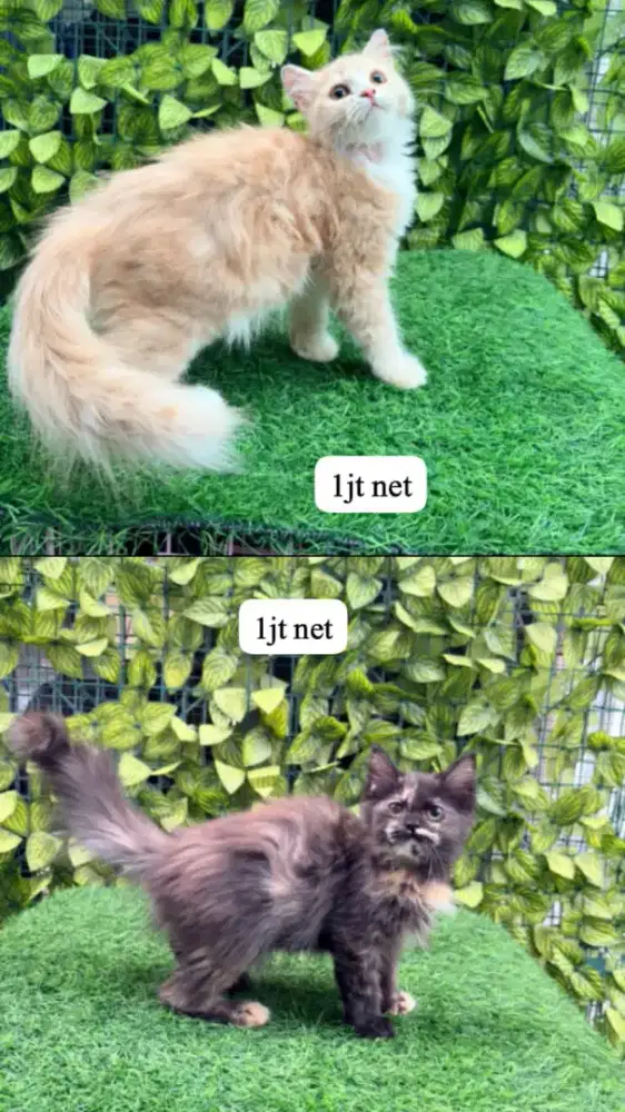 Kucing persia kitten