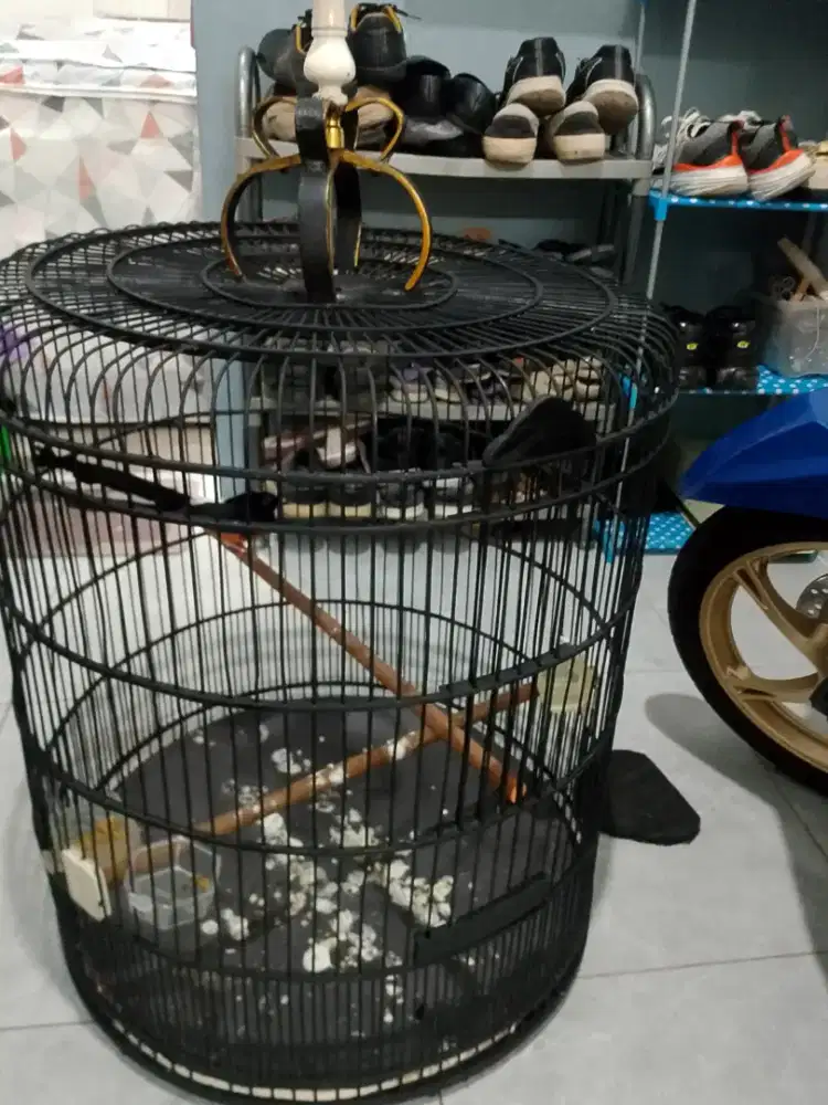 Dijual murai batu