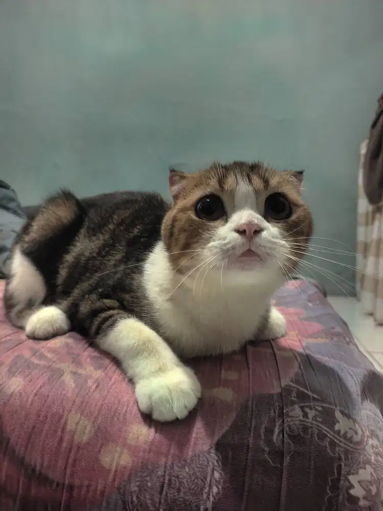 Open Adopt Scottish Fold