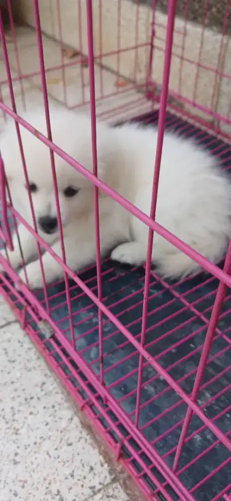 Anak Anjing Minipom