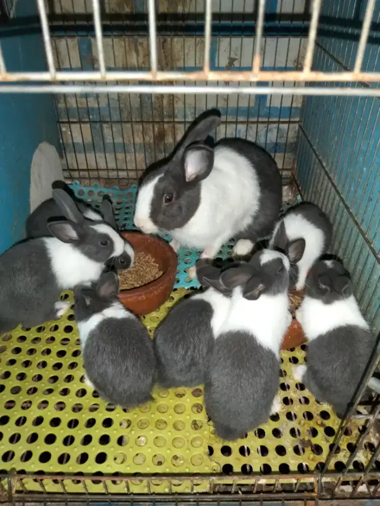 Kelinci hias Dutch