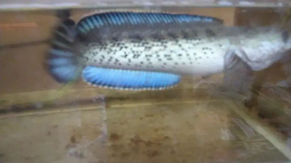 Ikan chana stewarti size 17cm