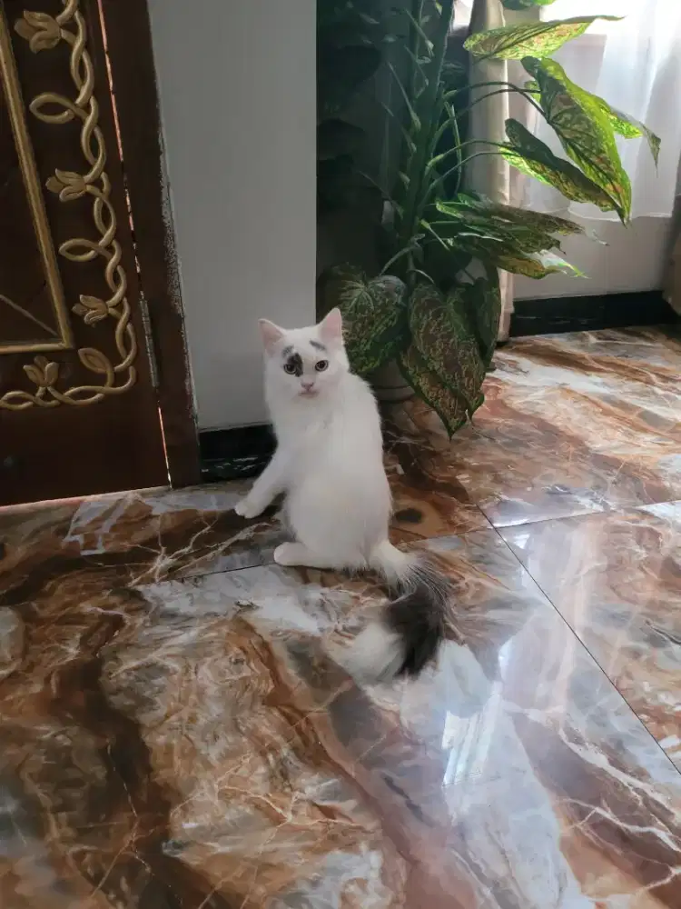 Kucing himalaya dan persia