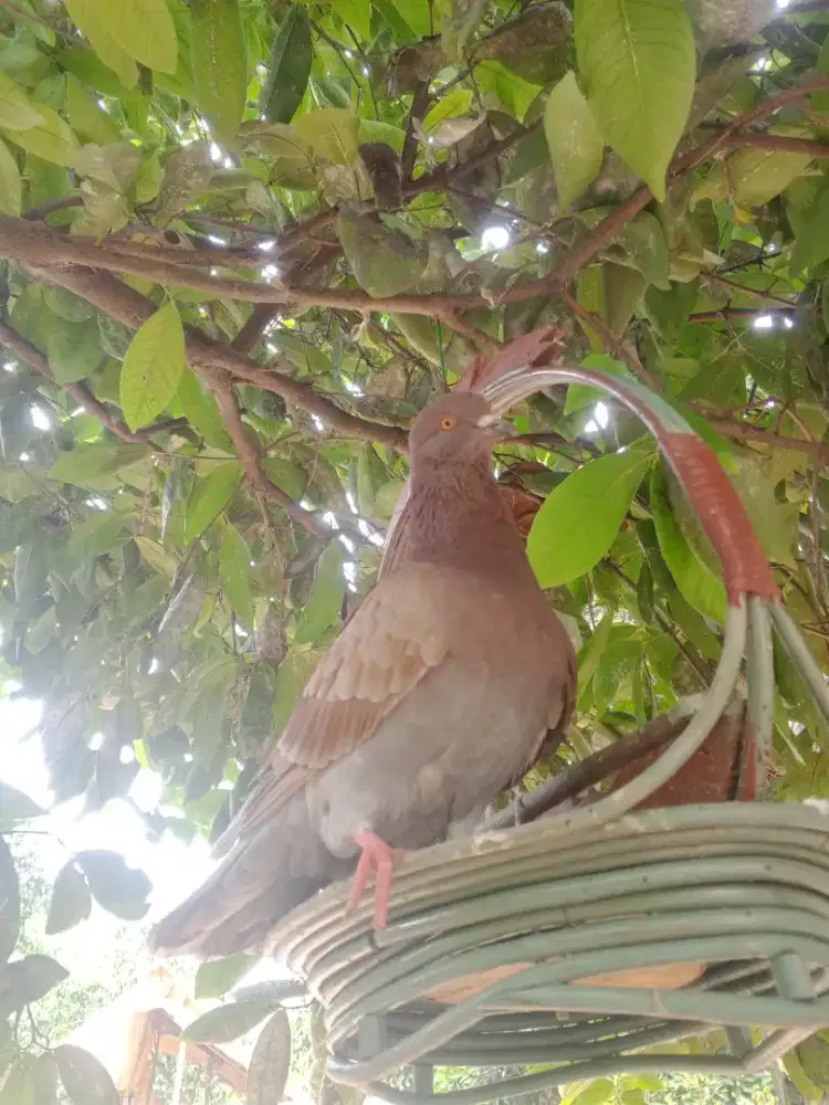 Bujangan merpati dara merpati kolongan merpati tinggi