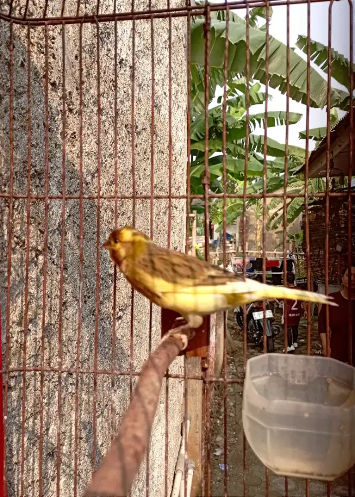 Burung kenari gacor ada isian lovebird nya