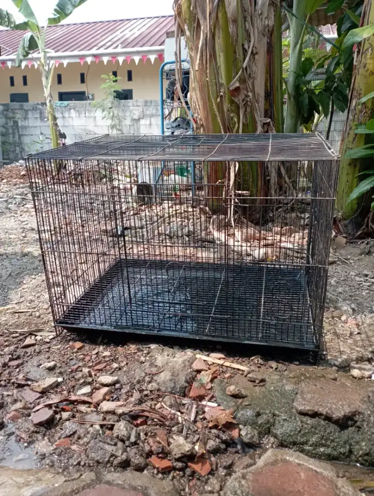 Kandang besi ternak lovebird 60 x 40