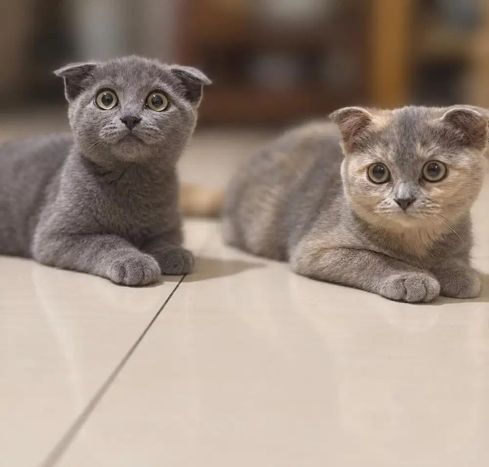 Kucing Scottish Fold Mix Devon Rex, Kitten