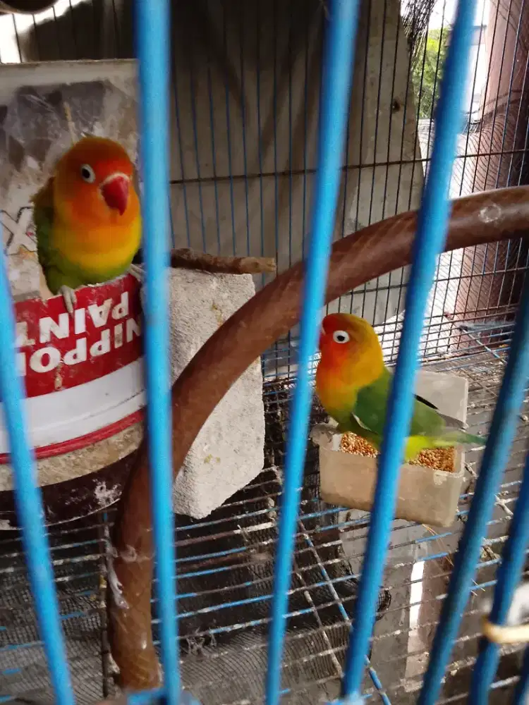 Lovebird betina ngepal barter