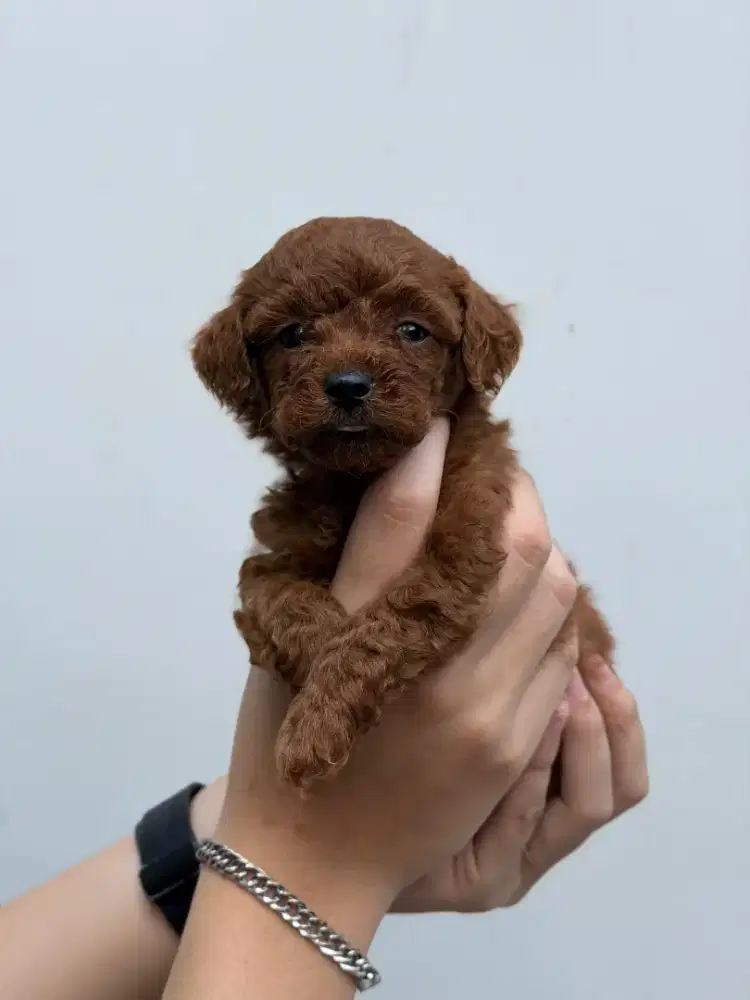 Male Red/Fawn Toy Poodle