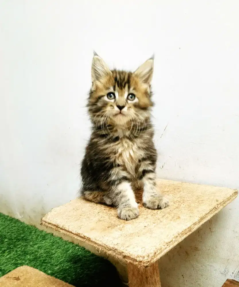 Kitten MaineCoon Jantan Pure No mix. Induk Ped Cfa Show Quality