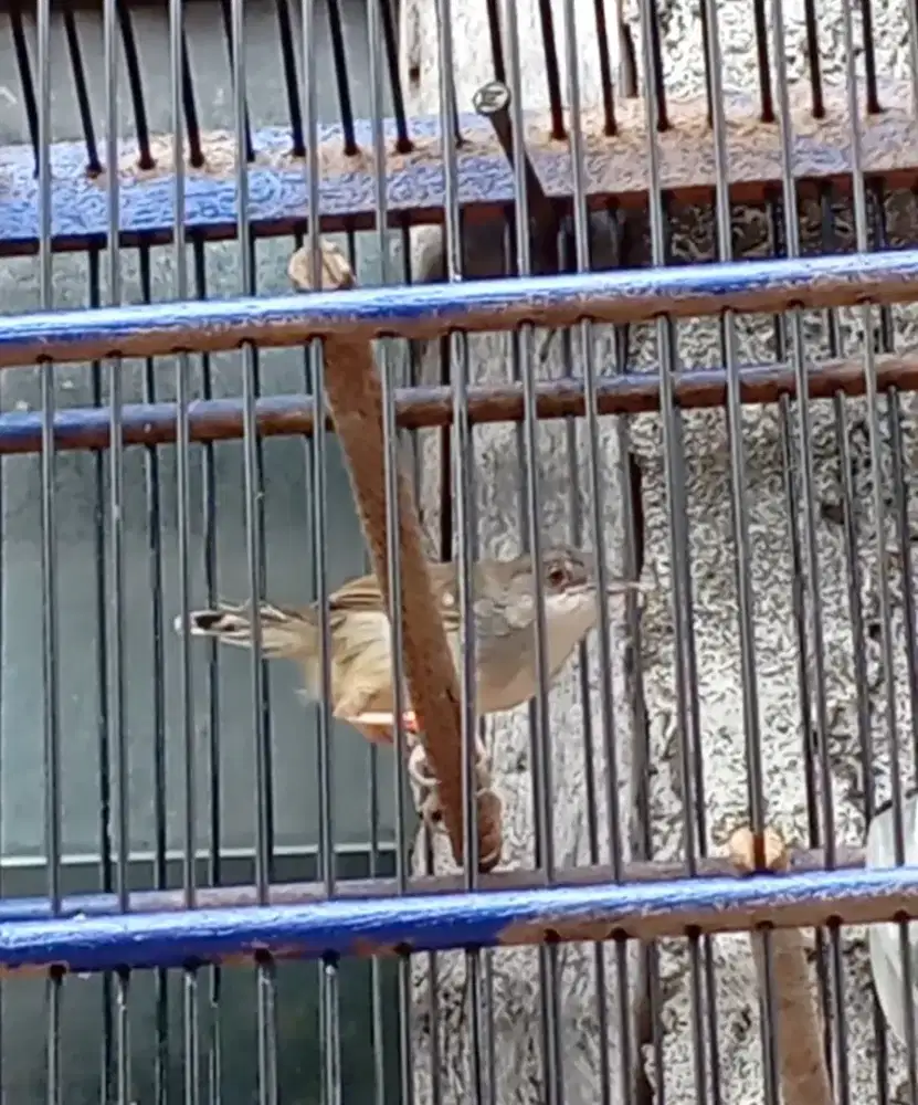 Burung ciblek dada putih / cisem pudar Rajin bunyi