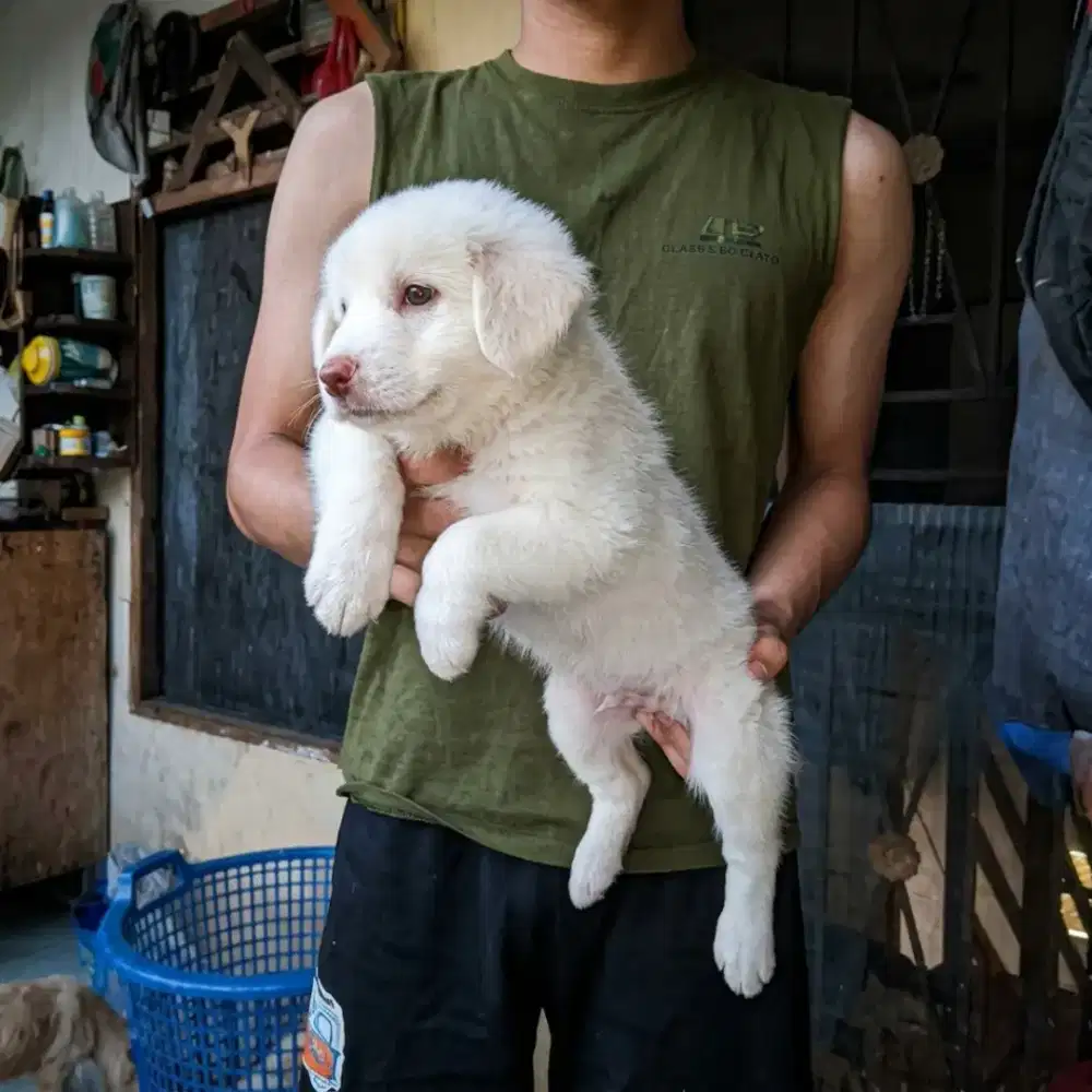 Anak anjing campuran Golden