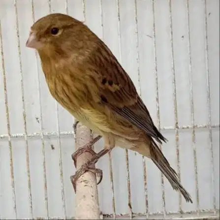 Burung kenari afs