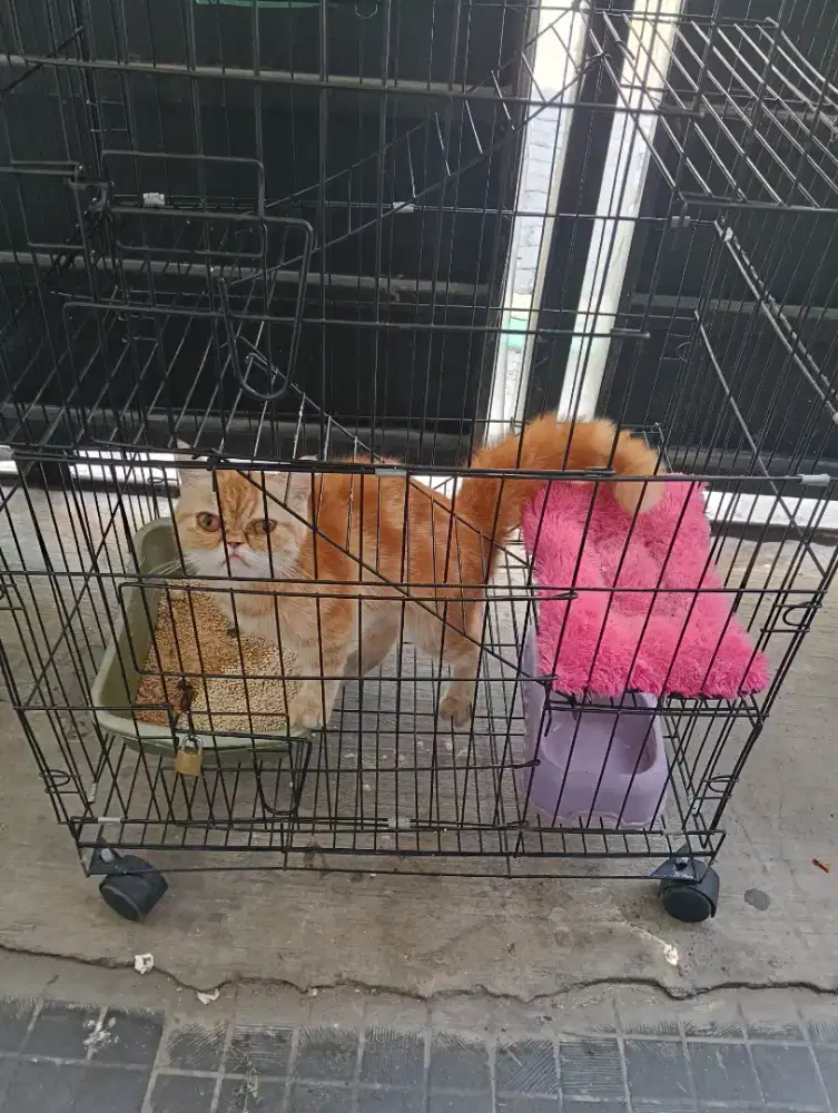 Kucing Flatnose Turunan Peaknose