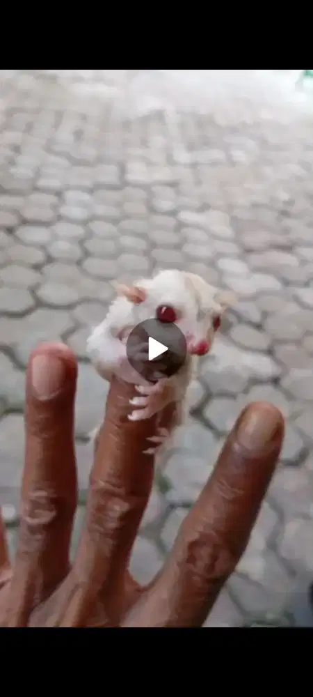 Sugar glider  cremino albino joey jantan