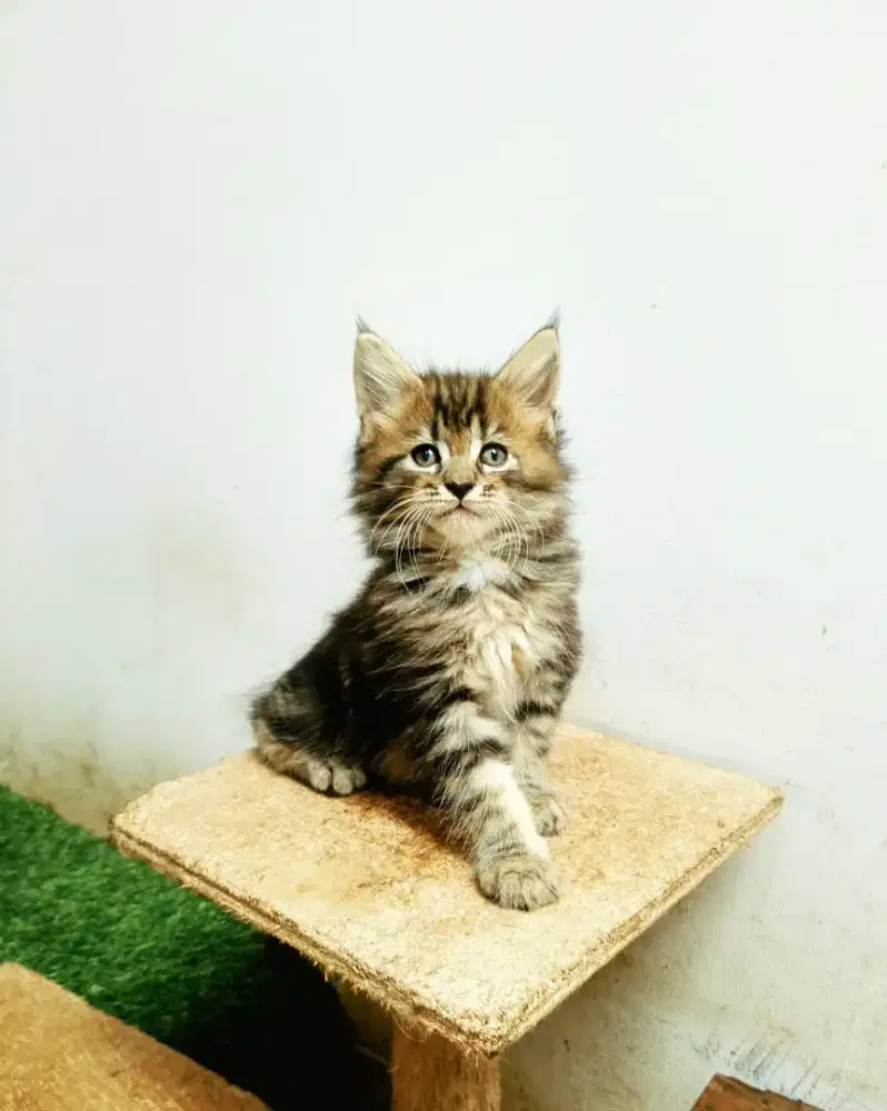 Kitten MaineCoon Jantan Pure No mix. Induk Ped Cfa Show Quality
