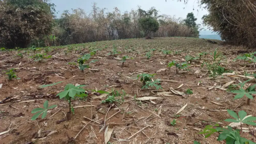 Di jual murah lahan datar dan cocok untuk investasi pemandangan bukit