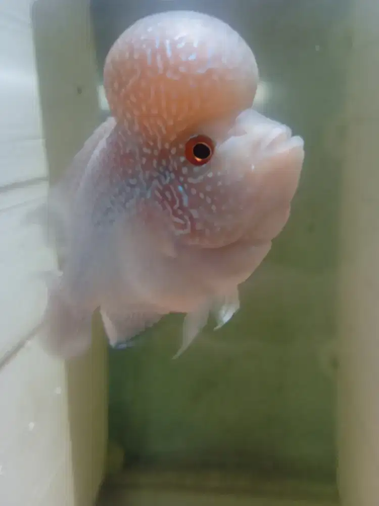 Ikan Louhan bighead