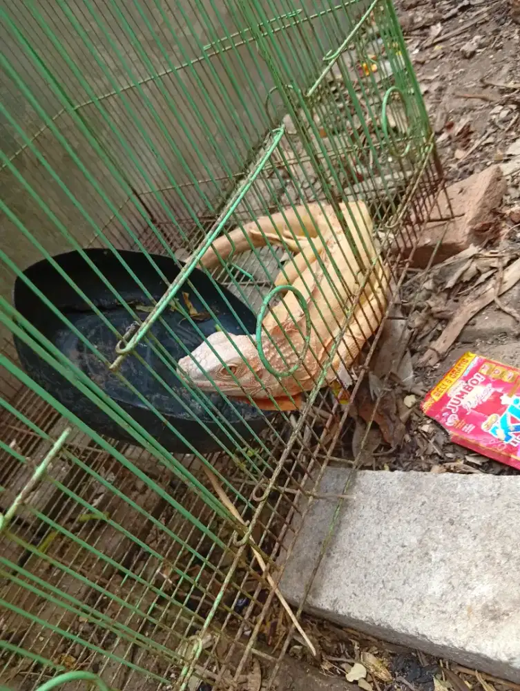Dijual Iguana 3 ekor. 1 Jantan 2 Betina