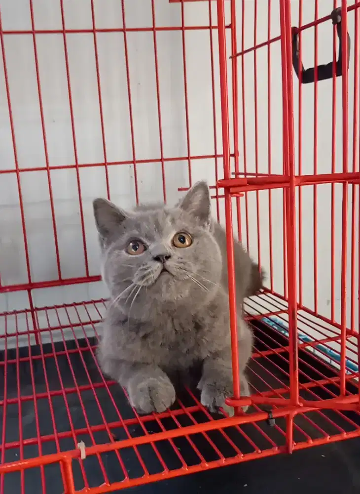 BRITISH SHORTHAIR / BSH BLUE