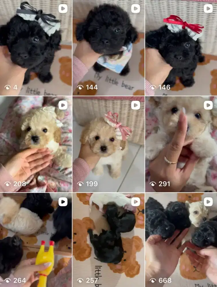 Poodle betina black dan apricot