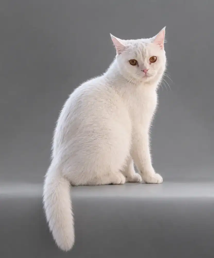 Kucing BSH / British shorthair / Kitten BSH
